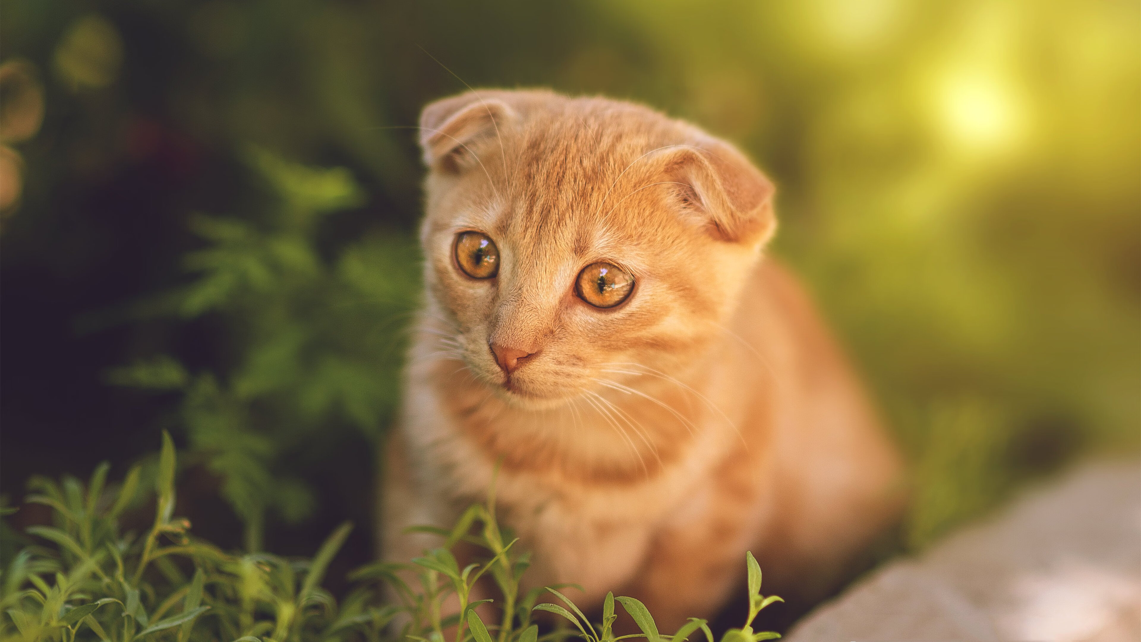 美国队在国际乒联混合团体世界杯中的技术创新与配合，美国队乒乓球选手