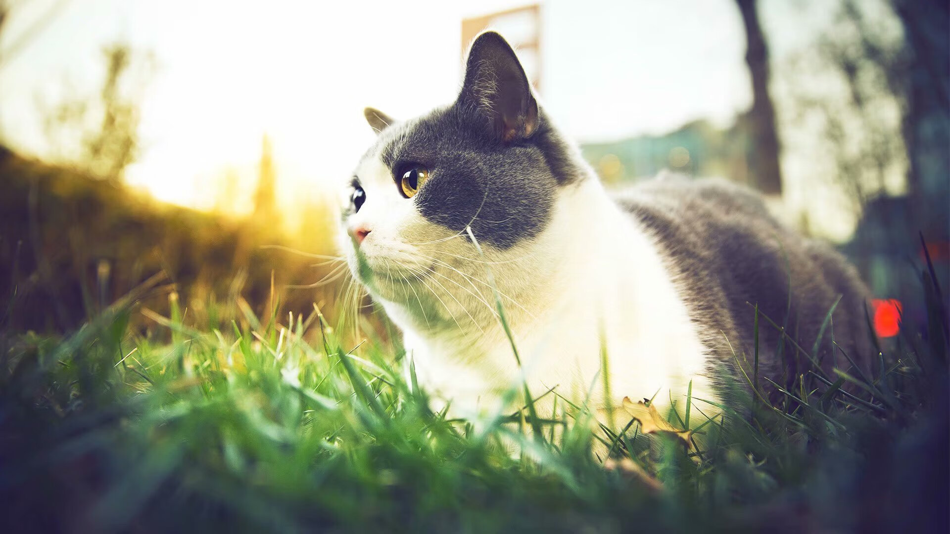 职业联赛失误控制机制是否足够明确，职业联赛比赛规则